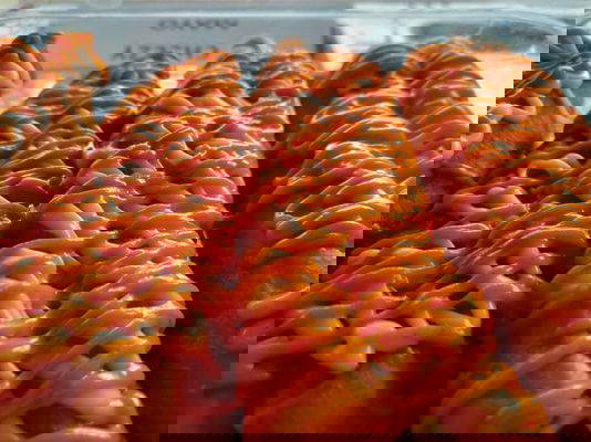 Cakoi Cheezy Mayo
