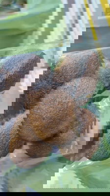 Kuih Bahulu Nise 5 Biji 