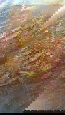 Daging Tetel