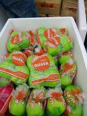 Jambu Jeruk Thai
